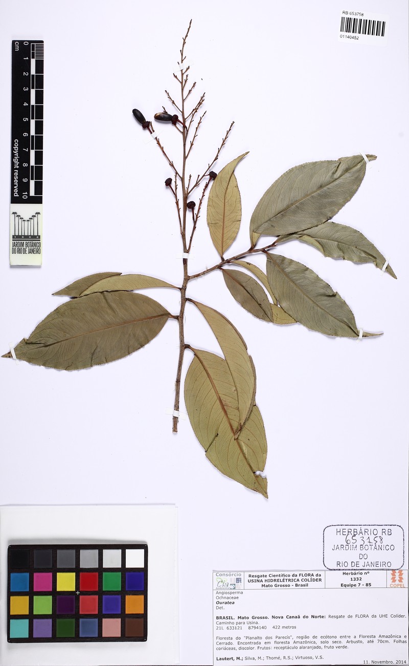 Ouratea subvelutina photo 3