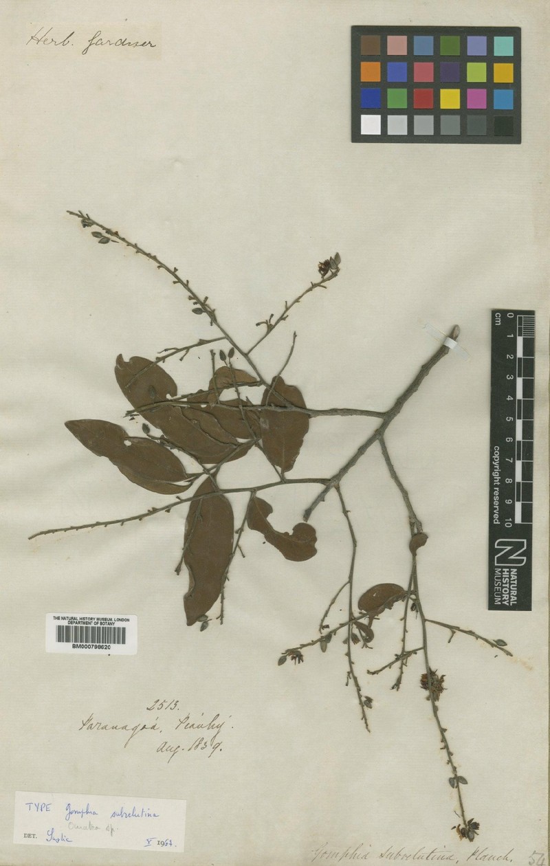 Ouratea subvelutina photo 4