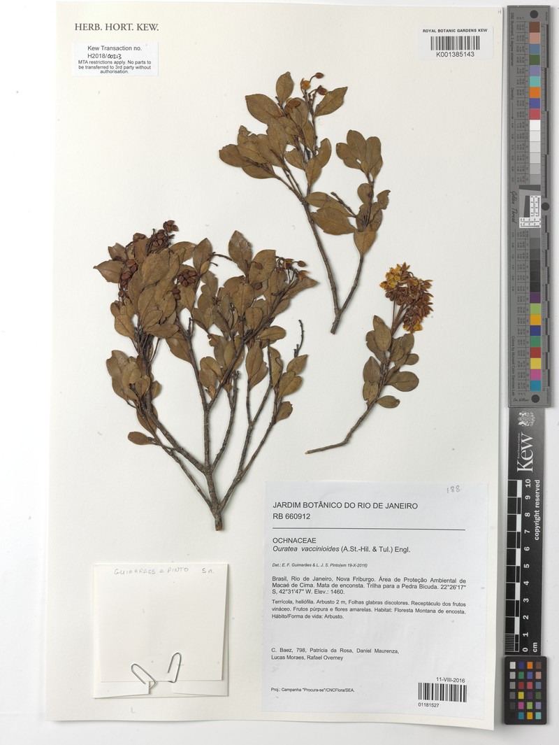 Ouratea vaccinioides
