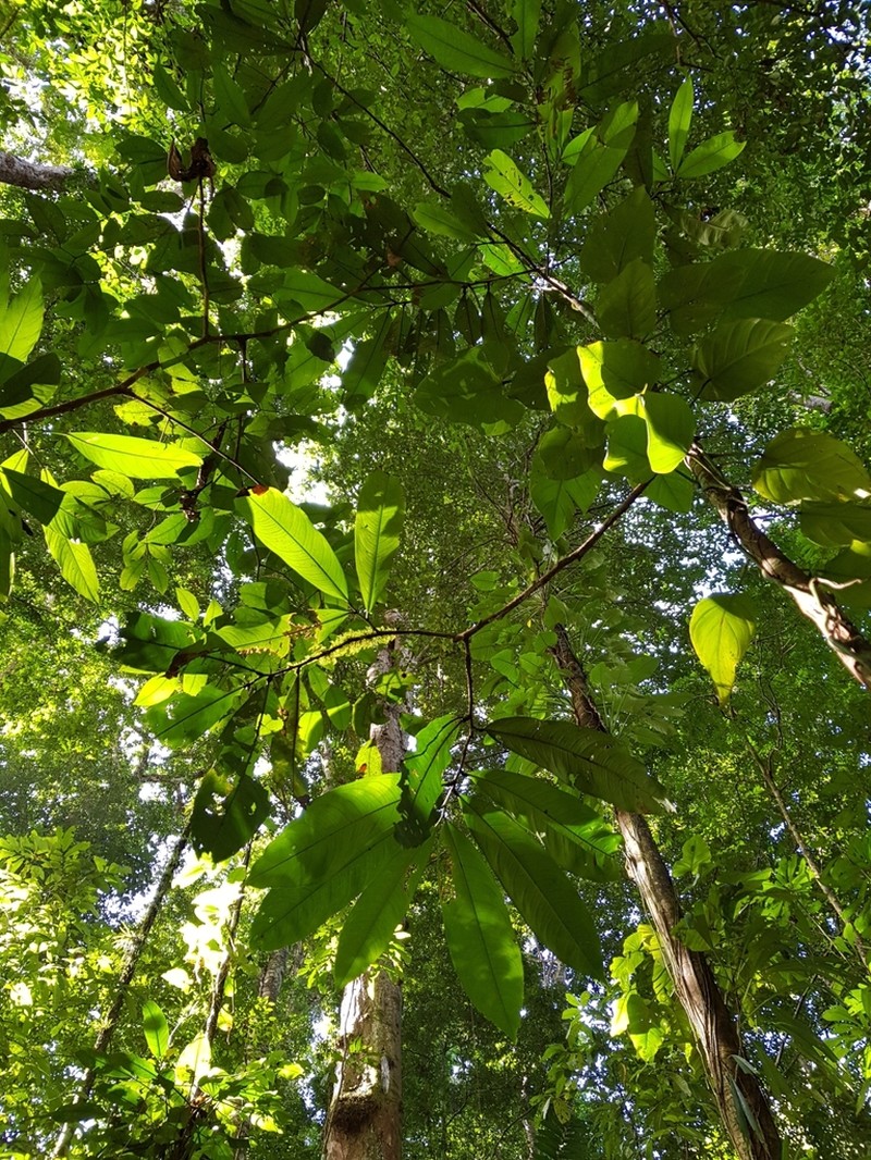 Ouratea valerii