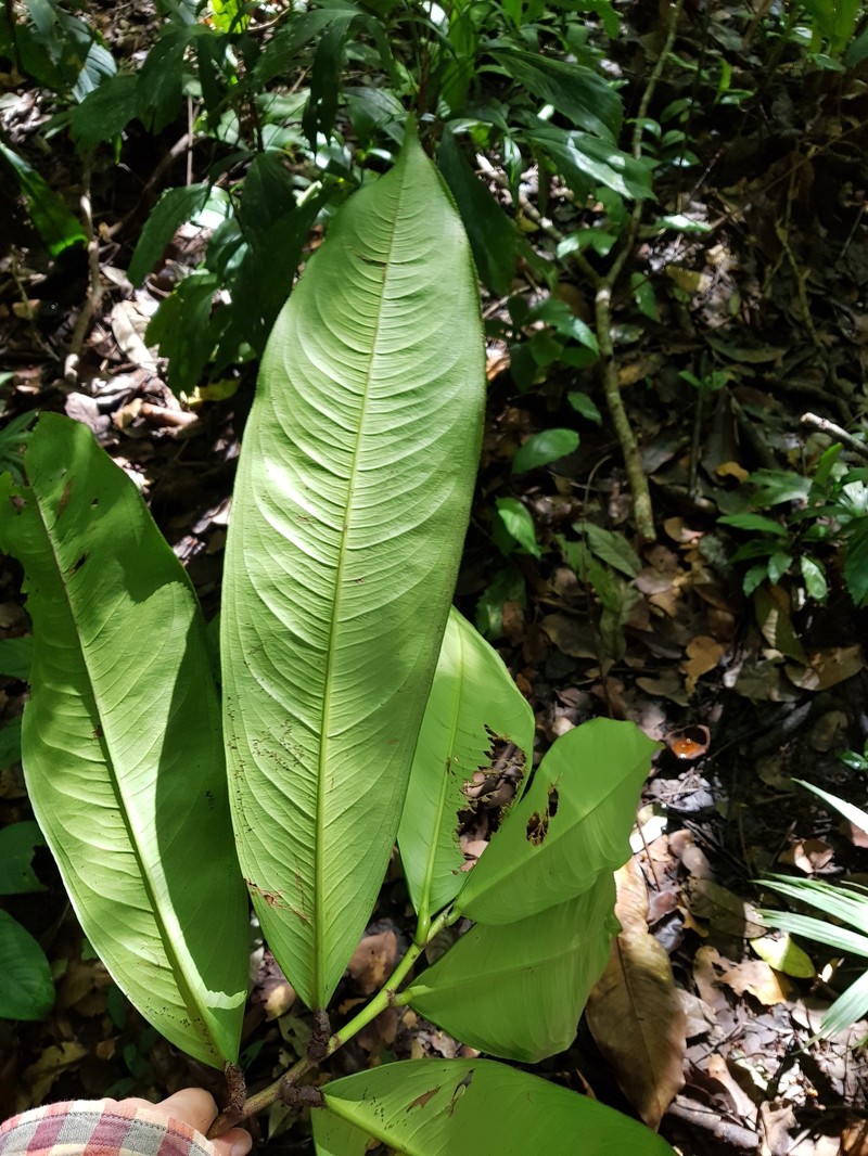 Ouratea valerii photo 4