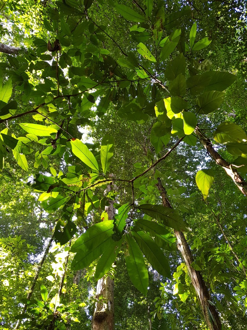 Ouratea valerii photo 5