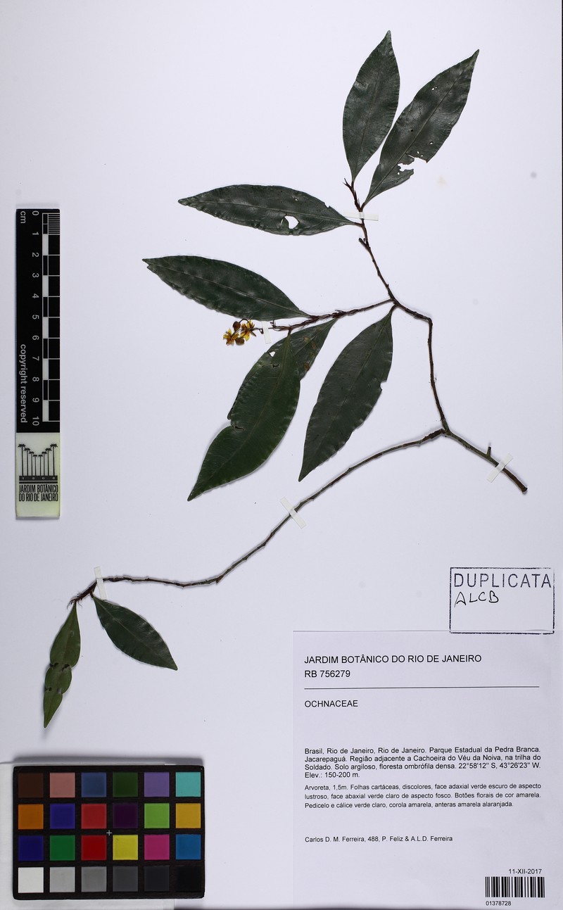 Ouratea vellozoi