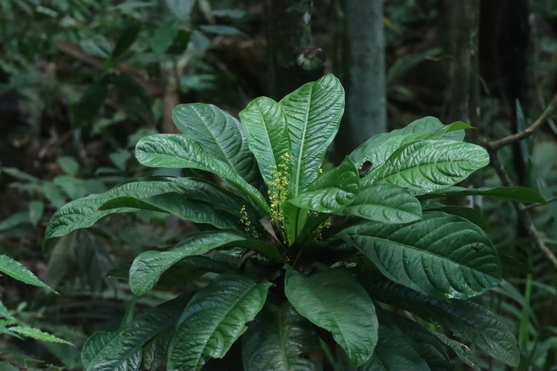 Ouratea verticillata
