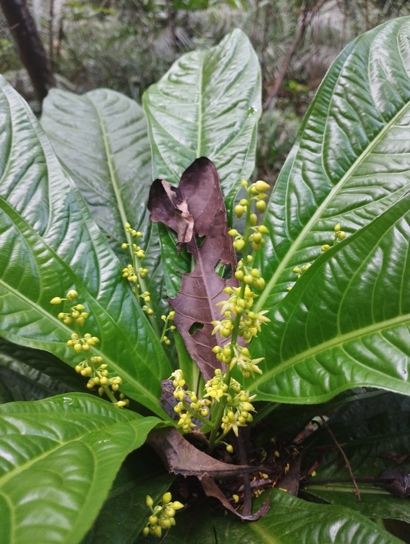Ouratea verticillata photo 3