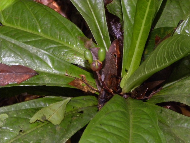 Ouratea verticillata photo 5