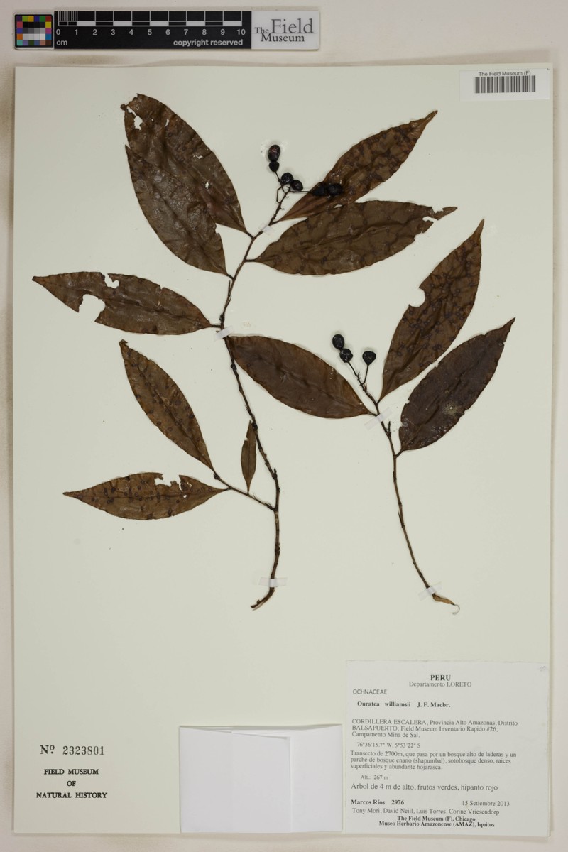 Ouratea williamsii