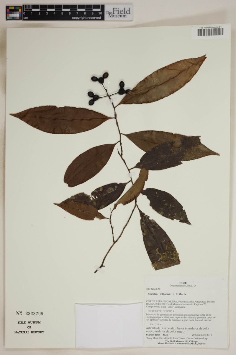 Ouratea williamsii photo 2