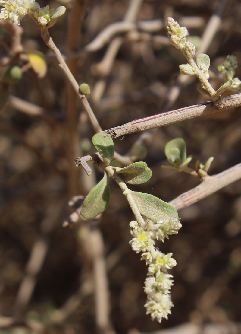Ouret coriacea
