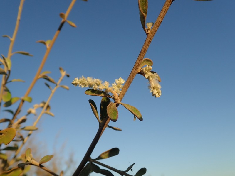 Ouret coriacea photo 2