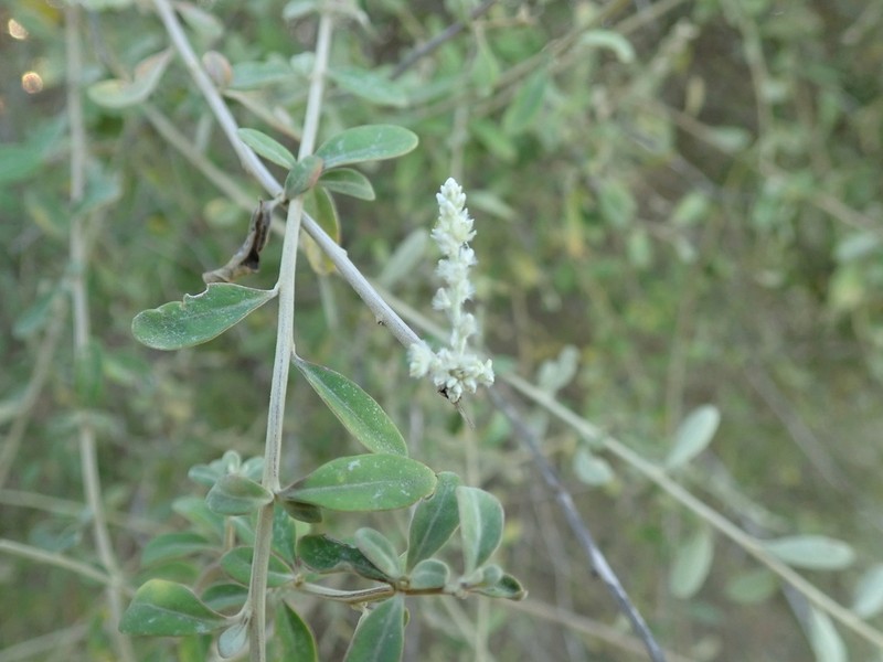 Ouret coriacea photo 3
