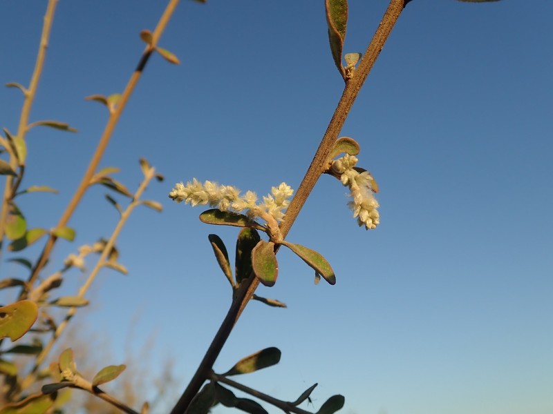 Ouret coriacea photo 4