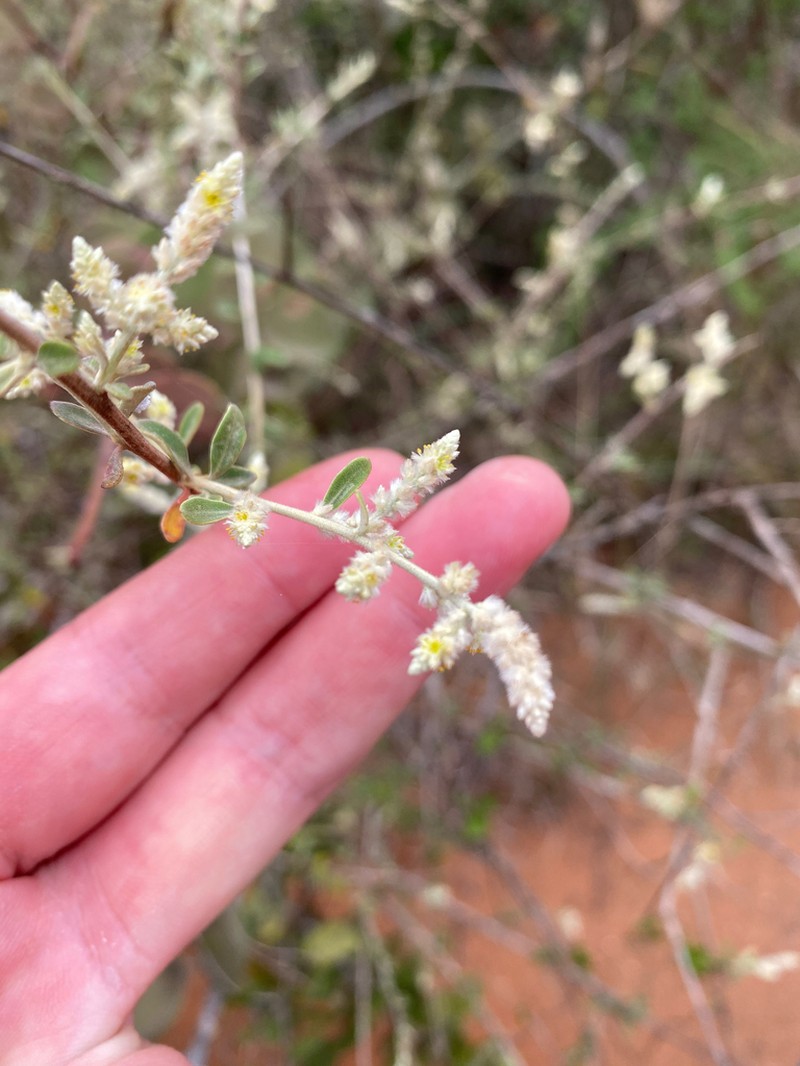 Ouret triangularifolia