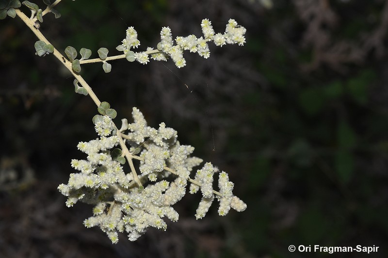 Ouret triangularifolia photo 2