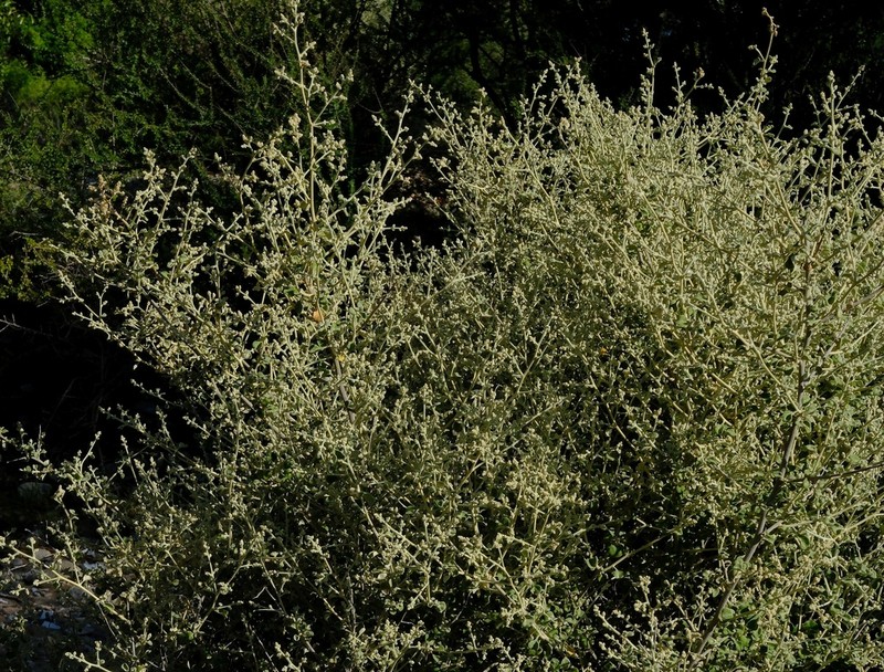 Ouret triangularifolia photo 3
