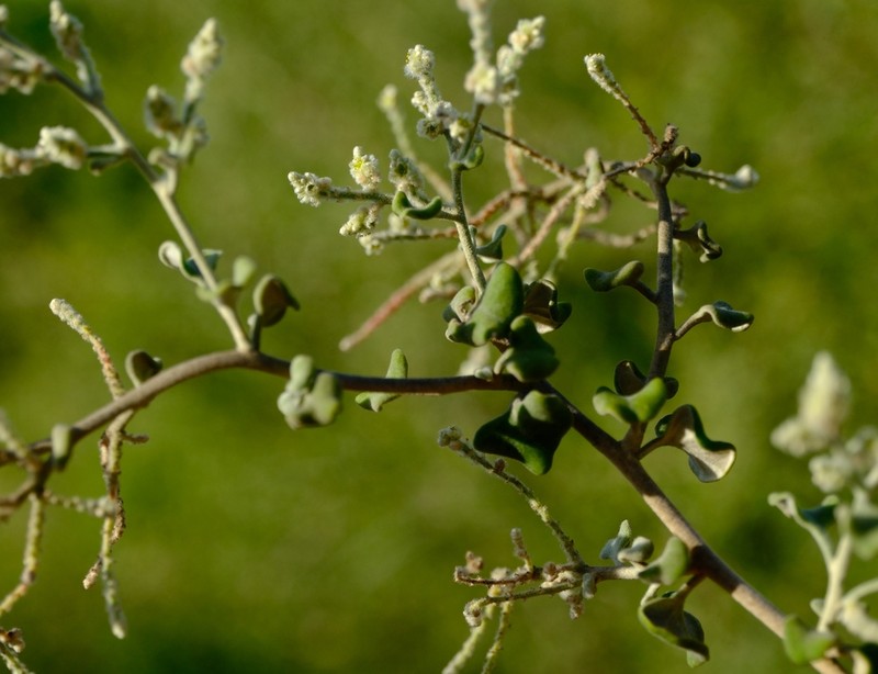 Ouret triangularifolia photo 4