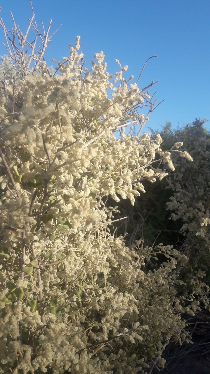 Ouret triangularifolia photo 5