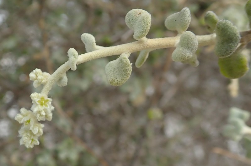 Ouret triangularifolia photo 6
