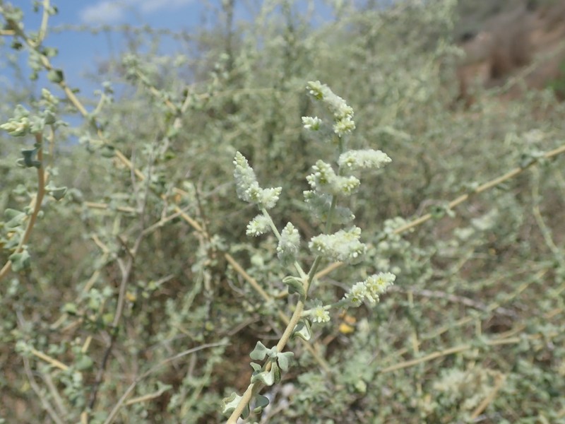 Ouret triangularifolia photo 7