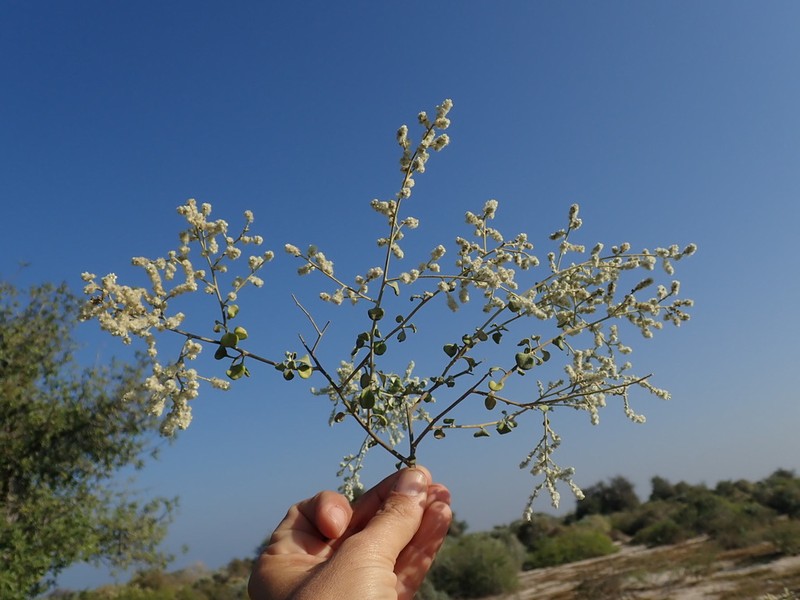 Ouret triangularifolia photo 8