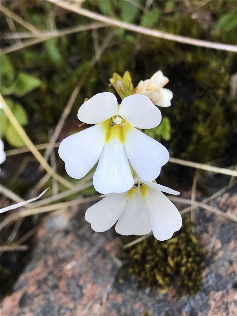 Ourisia × cockayneana photo 3