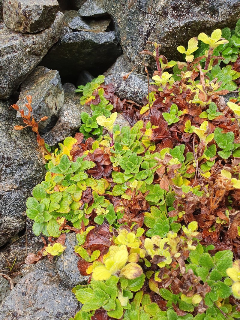 Ourisia × prorepens photo 2