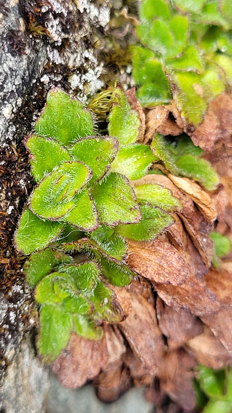 Ourisia × prorepens photo 3