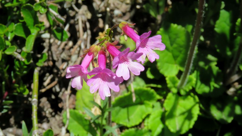 Ourisia alpina
