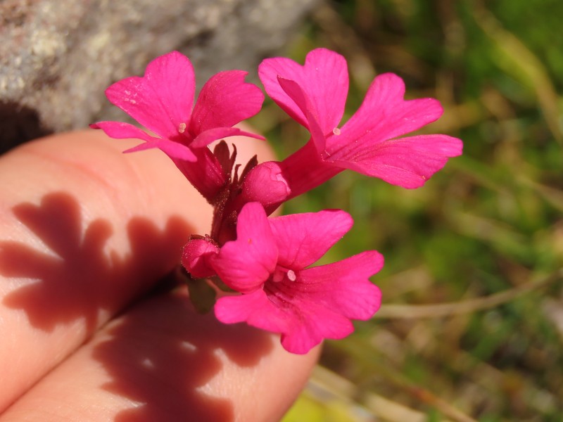 Ourisia alpina photo 2