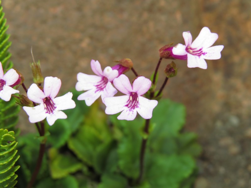 Ourisia alpina photo 3