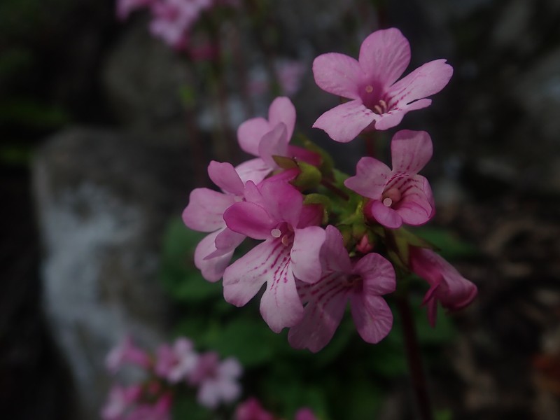 Ourisia alpina photo 4