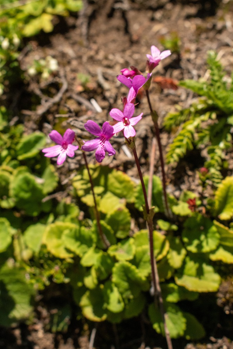 Ourisia alpina photo 5