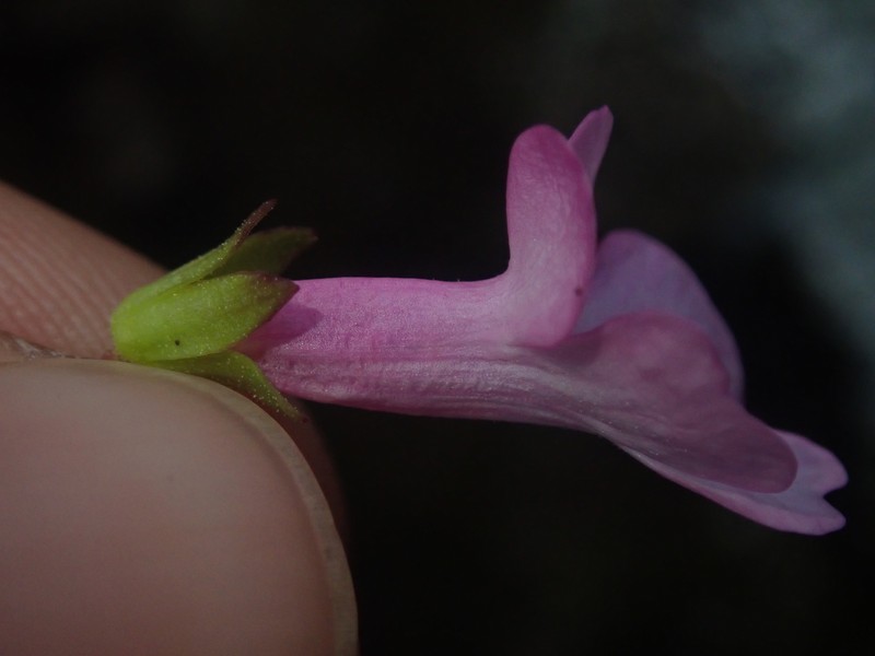 Ourisia alpina photo 6