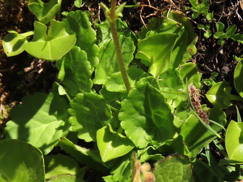 Ourisia alpina photo 7