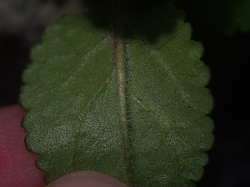 Ourisia alpina photo 8