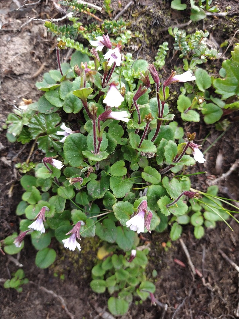 Ourisia breviflora