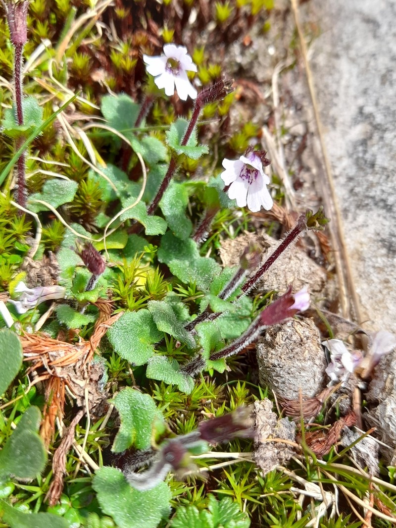 Ourisia breviflora photo 2