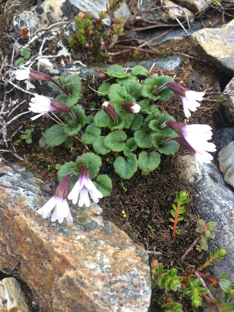 Ourisia breviflora photo 3