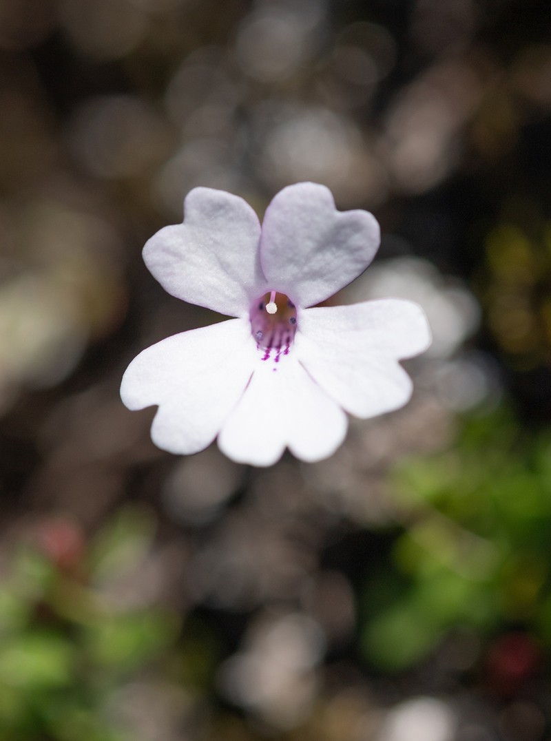 Ourisia breviflora photo 4