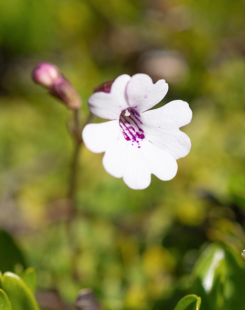 Ourisia breviflora photo 5