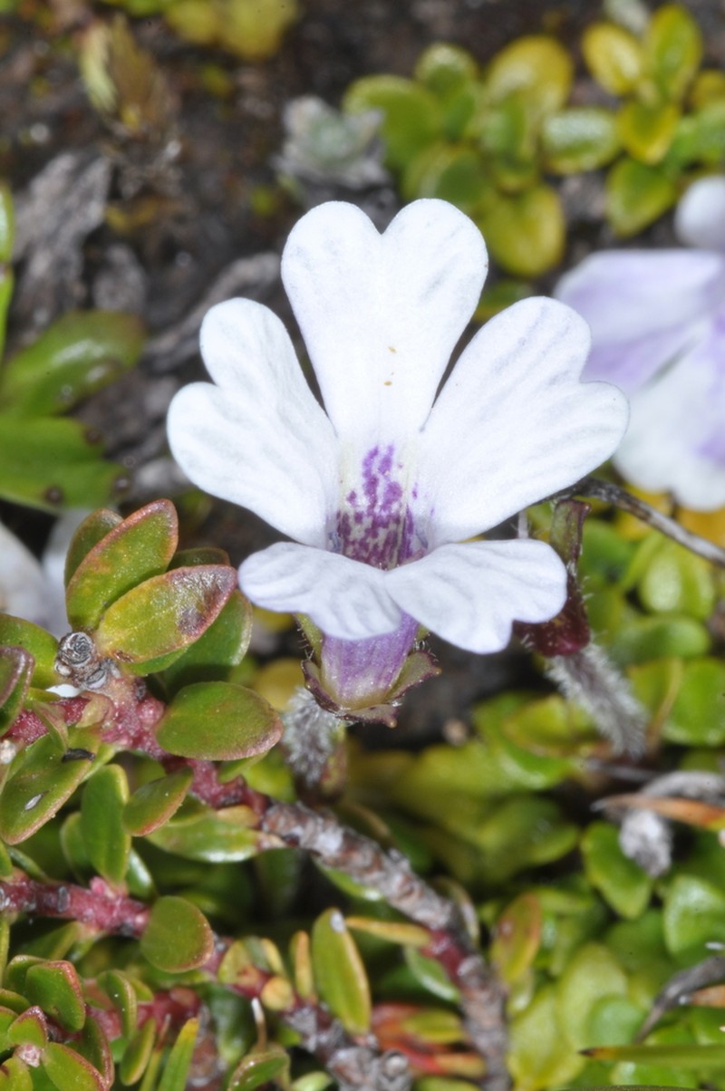 Ourisia breviflora photo 6