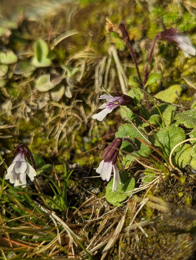 Ourisia breviflora photo 7
