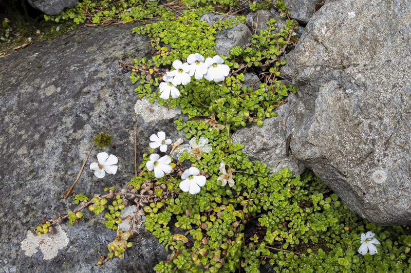Ourisia caespitosa photo 2