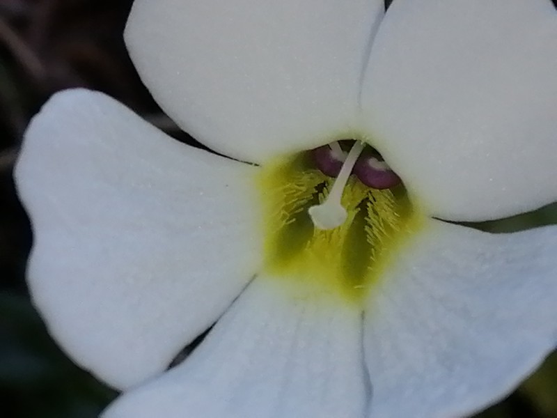 Ourisia caespitosa photo 3