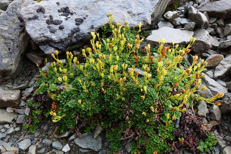 Ourisia caespitosa photo 6