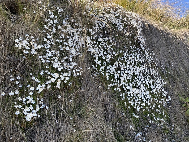 Ourisia caespitosa photo 7
