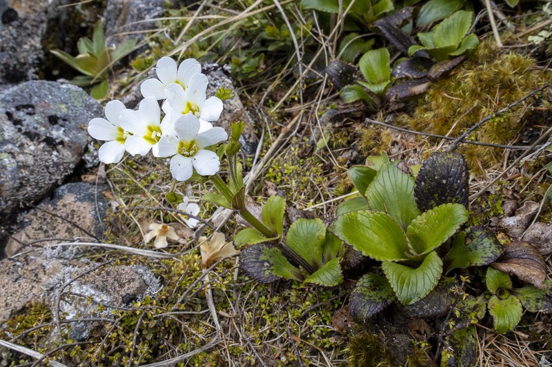 Ourisia calycina