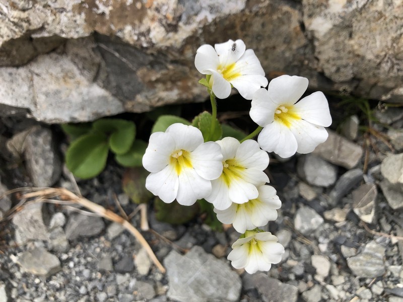 Ourisia calycina photo 3