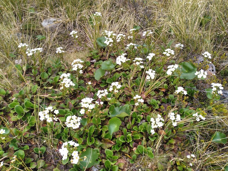 Ourisia calycina photo 4