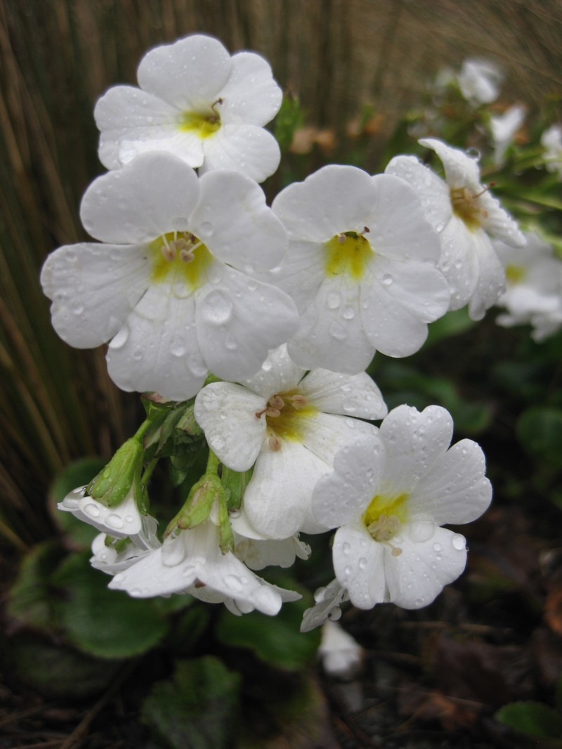 Ourisia calycina photo 6